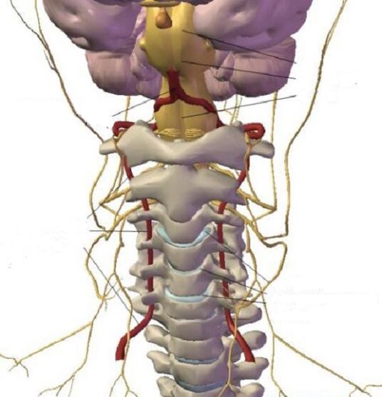 Struktura herêma cervical